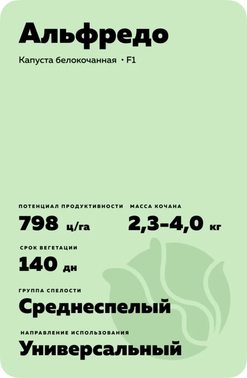 Альфредо гибрид капусты белокочанной