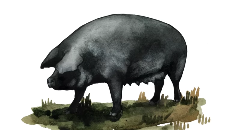 Корнелл (корнуэльская, крупная черная) – порода свиней