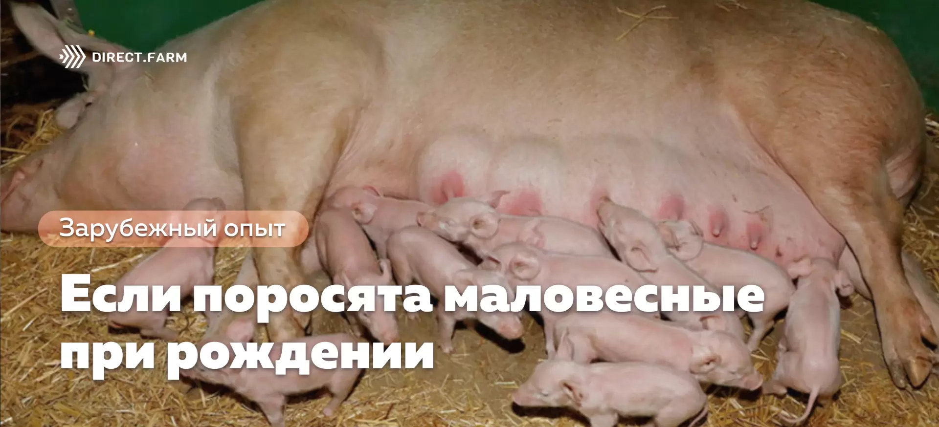 Топ 10 пород свиней для фермерского хозяйства