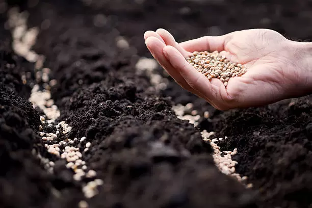 Россия планирует в будущем квотировать поставки семян из-за рубежа 