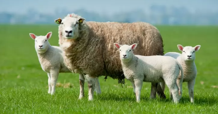 Исследование молозива овец подчеркивает значимость кормления