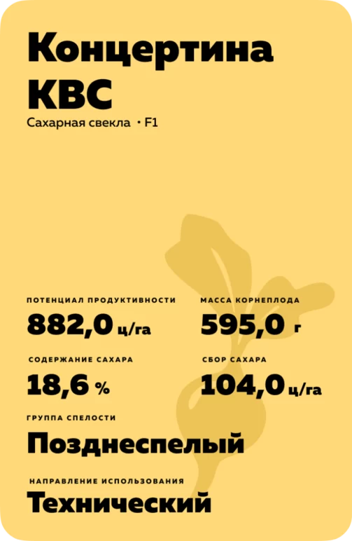 Концертина КВС - гибрид свеклы сахарной (Beta vulgaris L. ssp. vulgaris var. saccharifera Alef.).