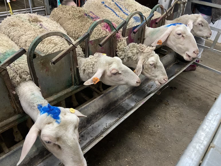 Продаются молочные овцы лакон