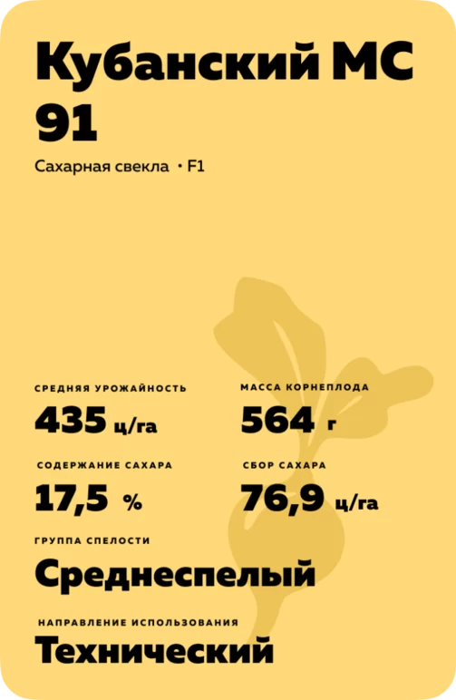 Кубанский МС 91 гибрид сахарной свеклы