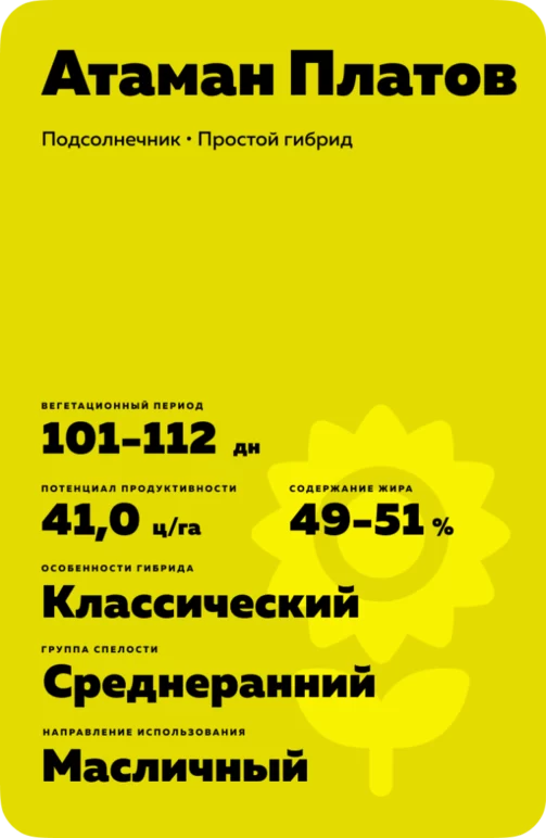 Атаман Платов подсолнечник
