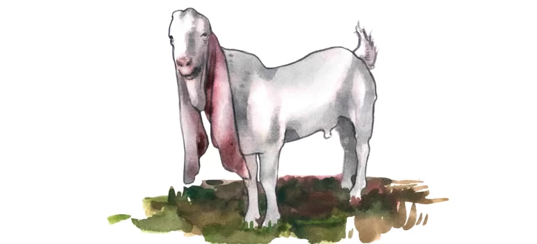 Гулаби - порода коз