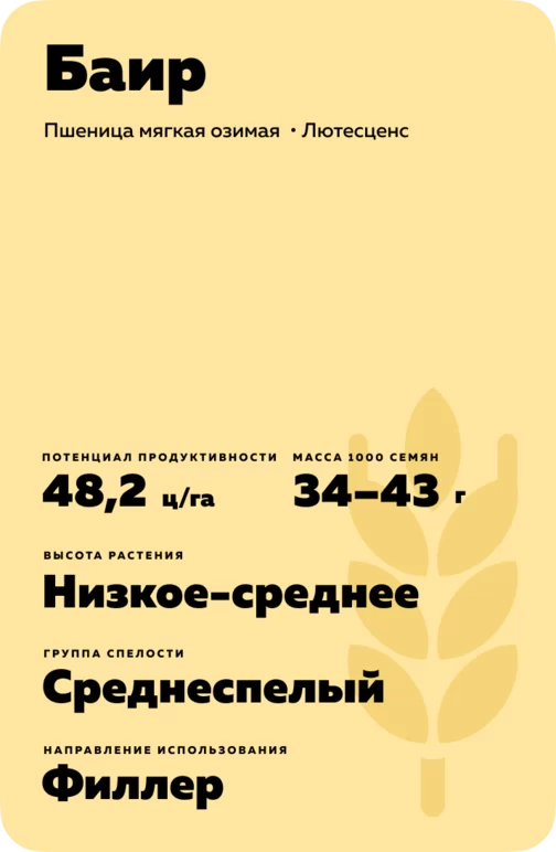 Баир сорт мягкой озимой пшеницы