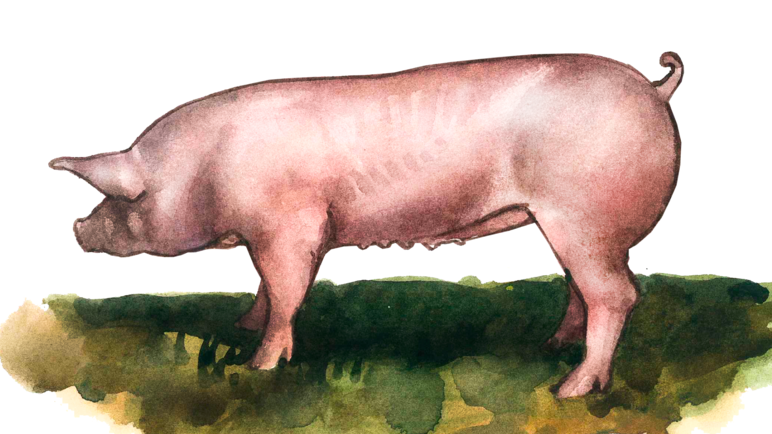 Алтайская мясная порода свиней