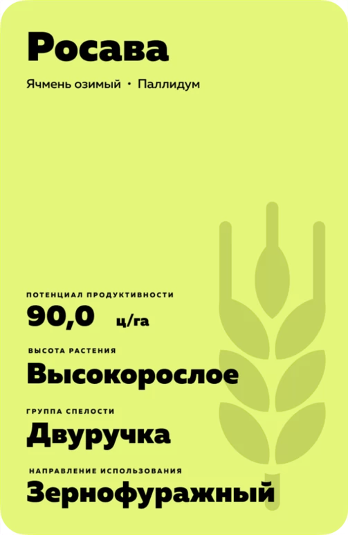 Росава сорт озимого ячменя