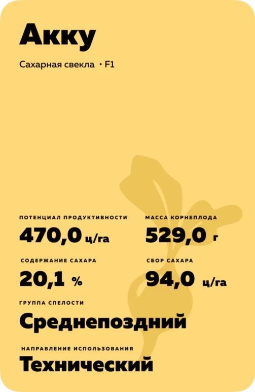 Акку - гибрид свеклы сахарной (Beta vulgaris L. ssp. vulgaris var. saccharifera Alef.).