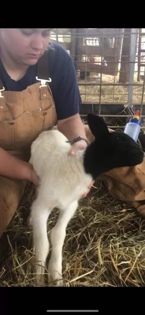 Кормление коз перед окотом