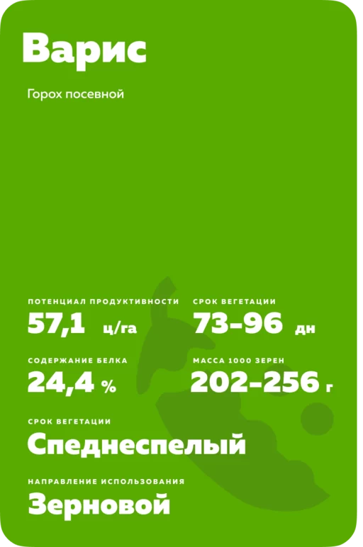 Варис сорт гороха посевного