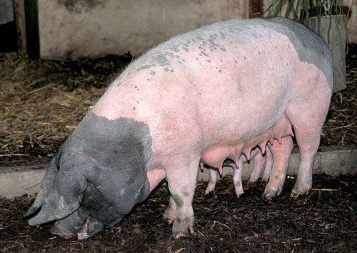 Швабская порода свиней