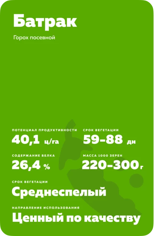 Батрак сорт гороха посевного