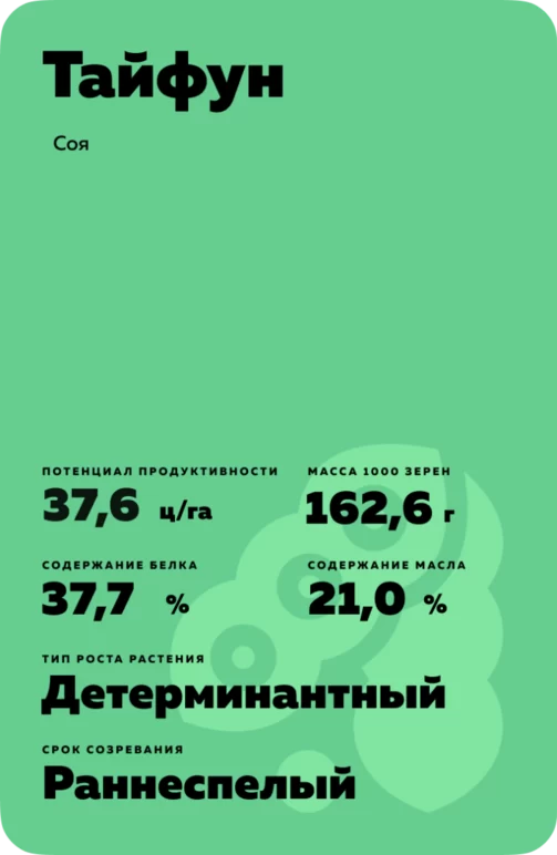Тайфун