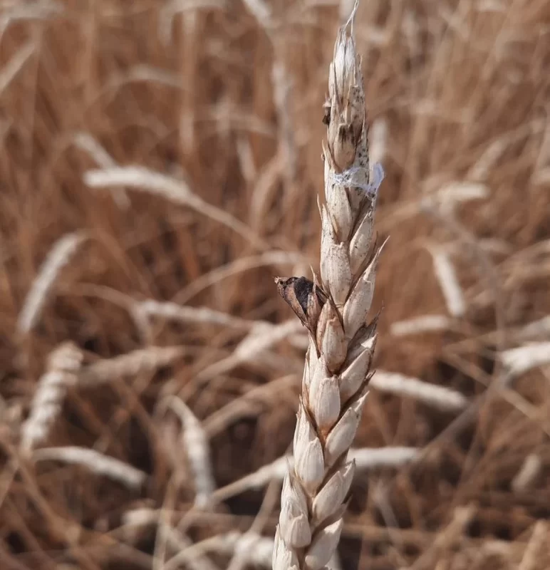 Вопросы из чатов: чем болеет пшеница?