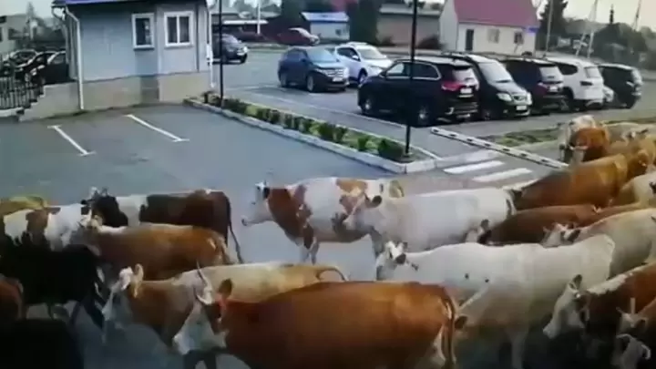 Бродячих коров отправили на штрафстоянку