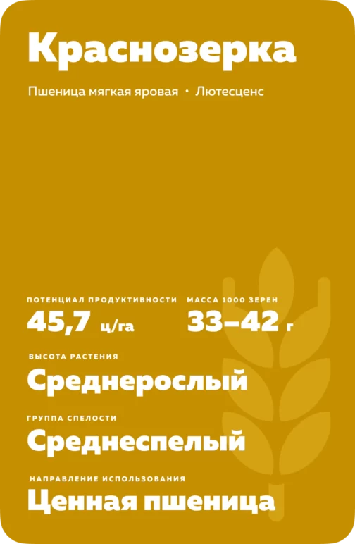 Краснозерка сорт мягкой яровой пшеницы