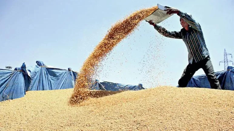 Россия увеличила экспорт масел и зерна в текущем году