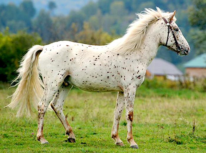 Алтайская (ойротская) порода лошадей