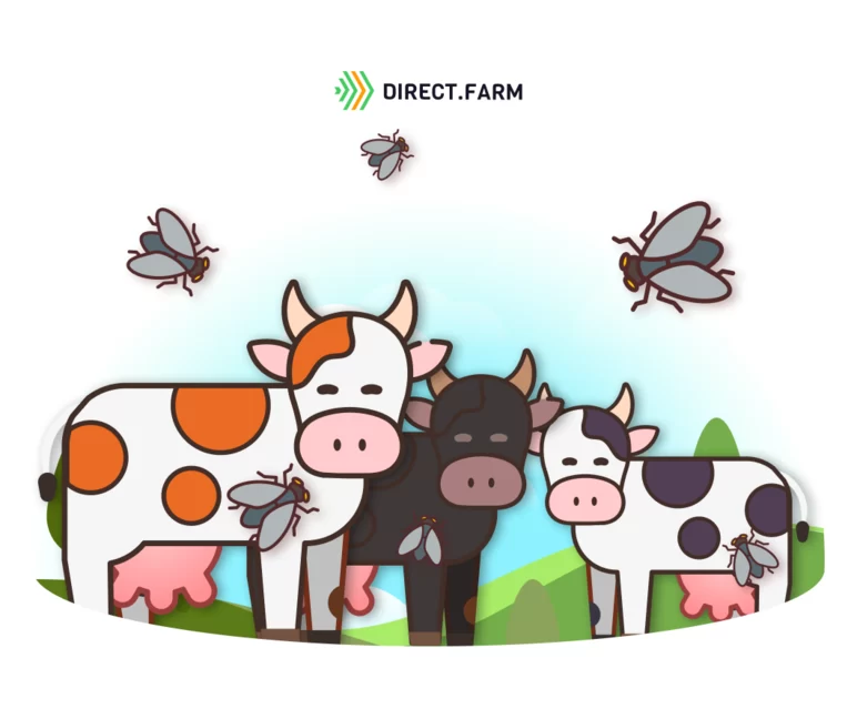 Как защитить коров от паразитов в пастбищный сезон? 
