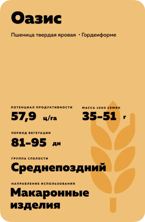 Оазис пшеница яровая твердая