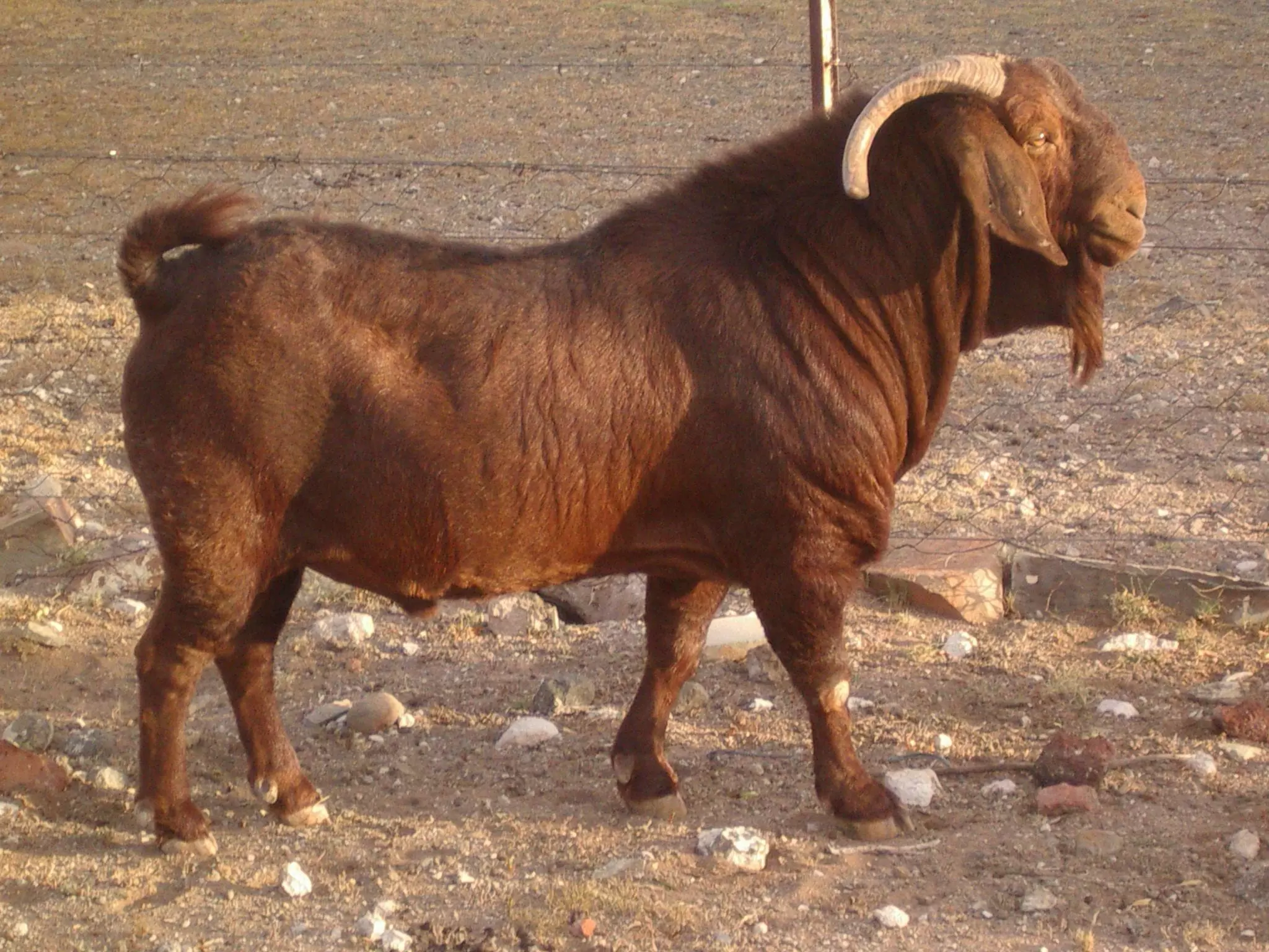 козы калахари