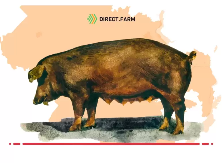 Где в Удмуртской Республике приобрести свиней дюрок?