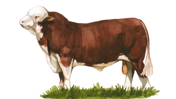 Герефордская порода коров
