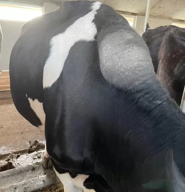 Памятка ветеринара: проплешины и ссадины в области холки у коровы