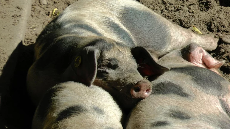 Бунте бентхаймер – порода свиней