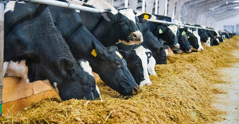 Производить молоко при стремительном росте цен на корма становится все сложнее.