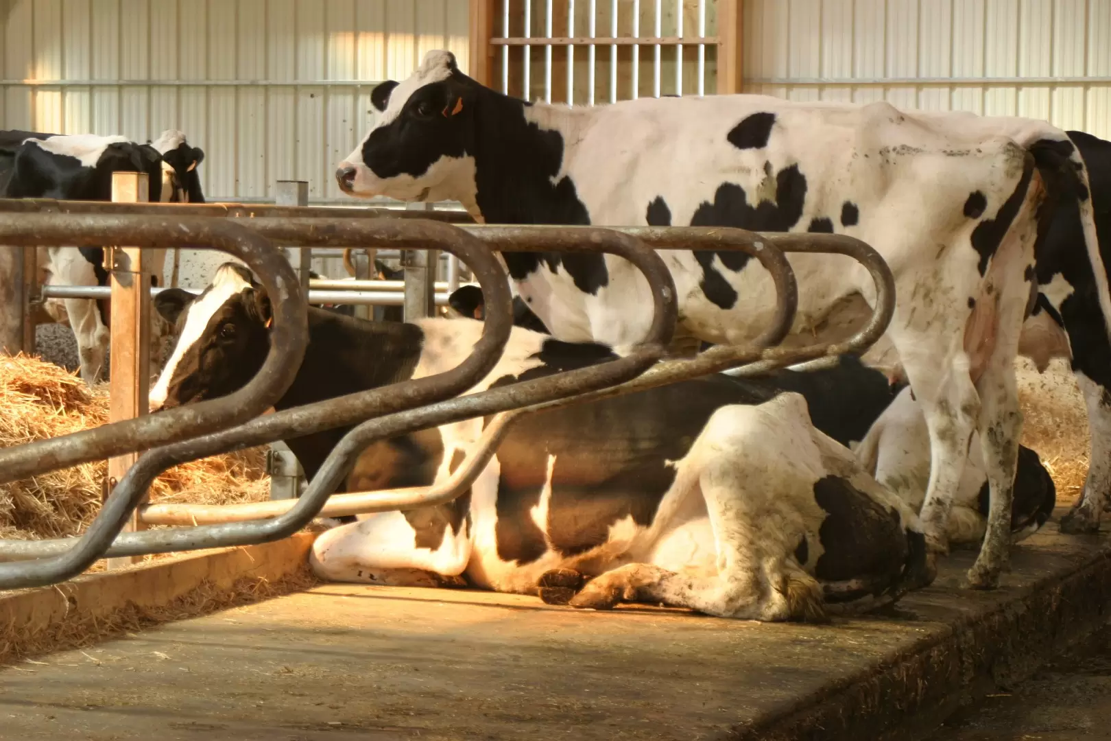 Творожистые сгустки в молоке у коровы