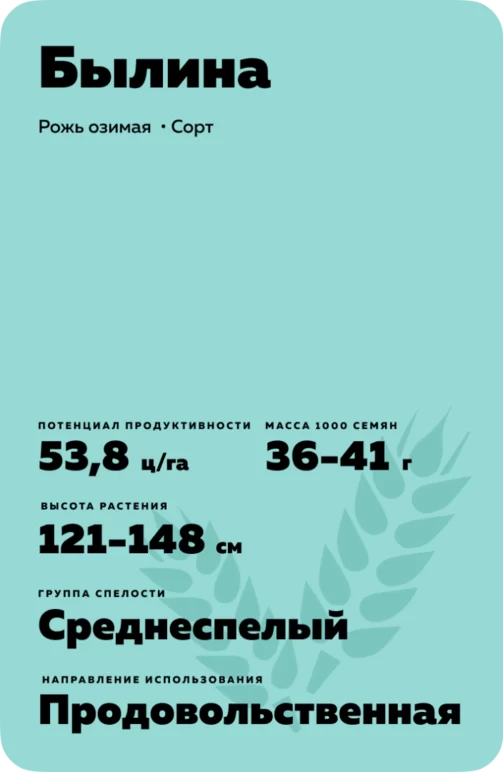 Былина - рожь озимая. Характеристики и отзывы