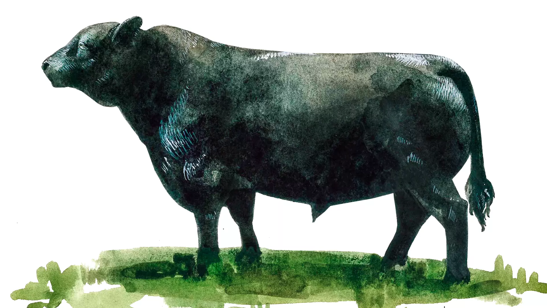 Русская комолая порода коров: описание, характеристики, содержание и разведения, отзывы