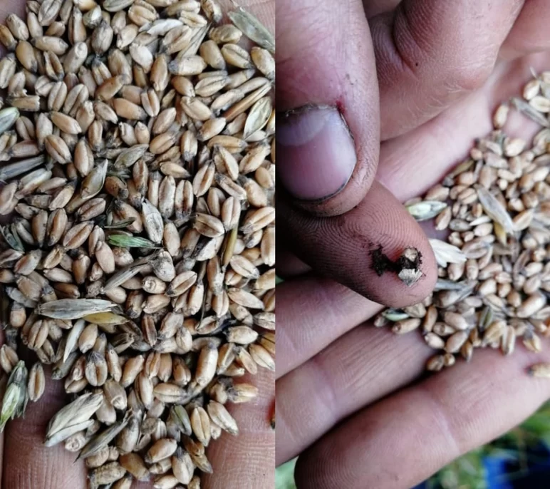 Применение зерна, пораженного твёрдой головней