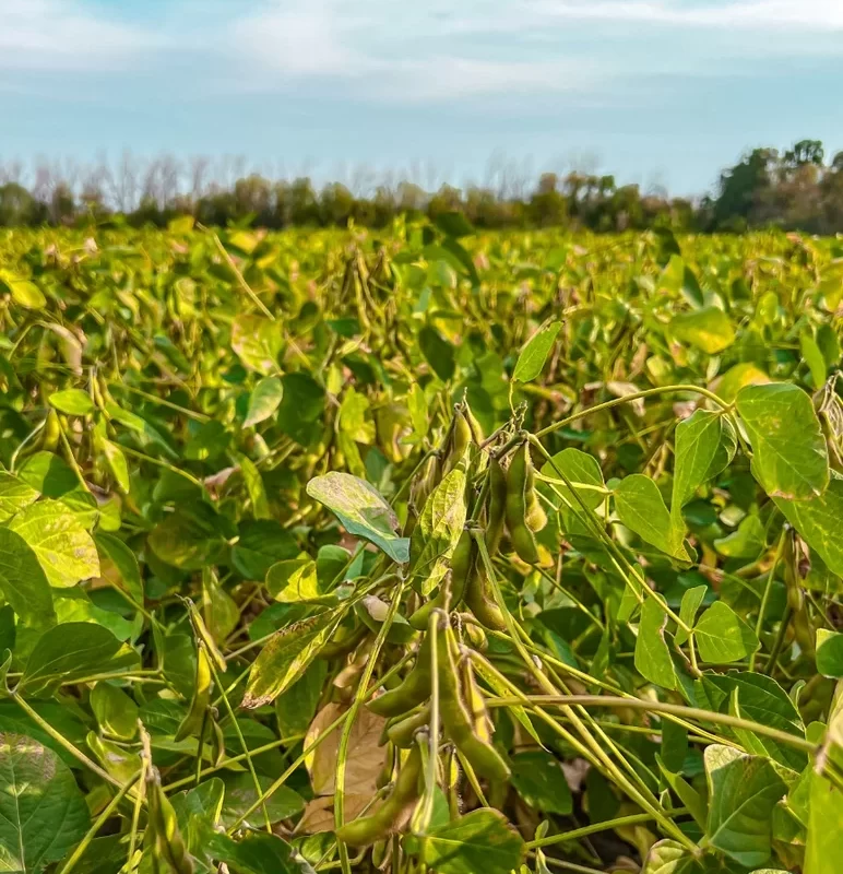СКОЛЬКО СТОЯТ ОШИБКИ НА СОЕ?