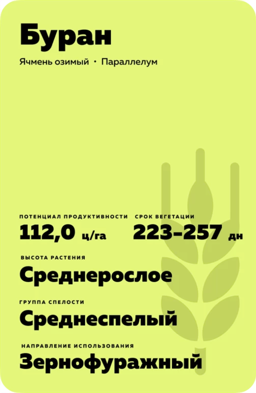 Буран сорт озимого ячменя