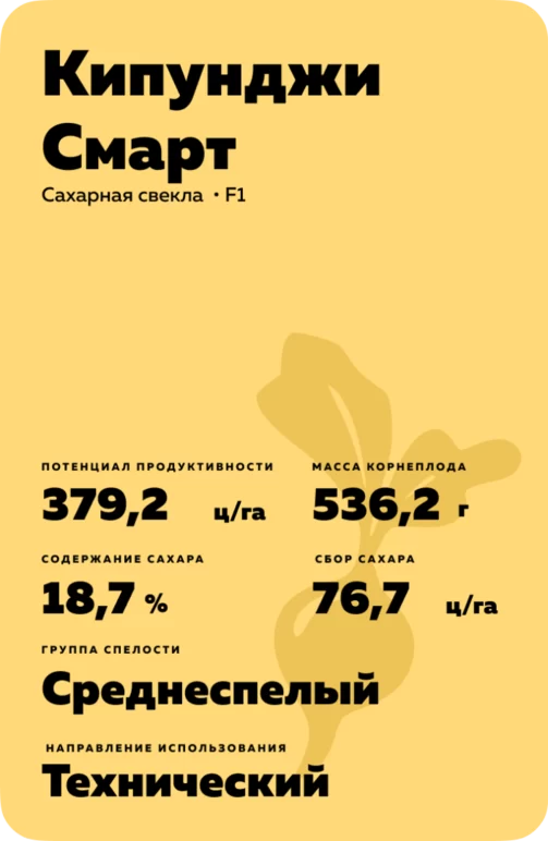Кипунджи Смарт - гибрид свеклы сахарной (Beta vulgaris L. ssp. vulgaris var. saccharifera Alef.).