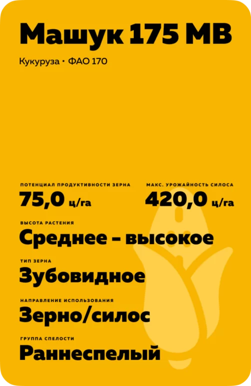 Машук 175 МВ гибрид кукурузы