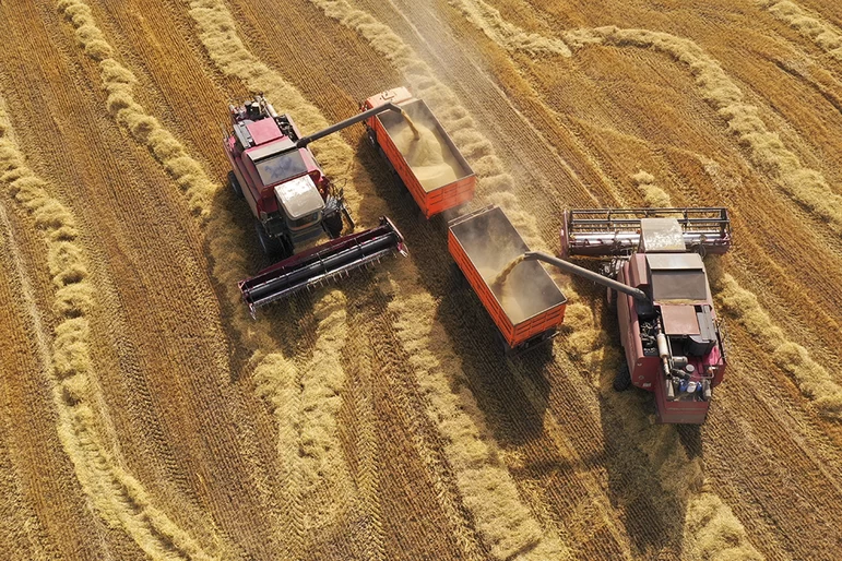 Падение цен на зерно в нескольких регионах РФ резко ускорилось