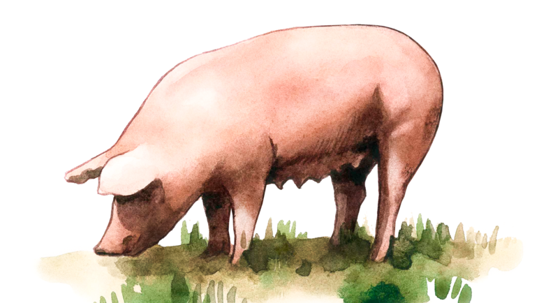 Оптимус - порода свиней