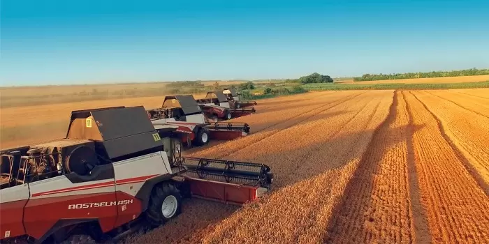 Продовольственной является 83% российской пшеницы нового урожая
