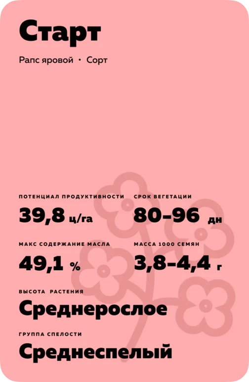 Старт сорт рапса ярового