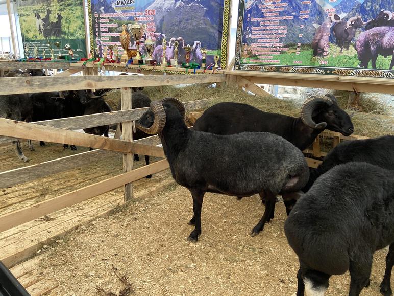 Карачаевская порода овец