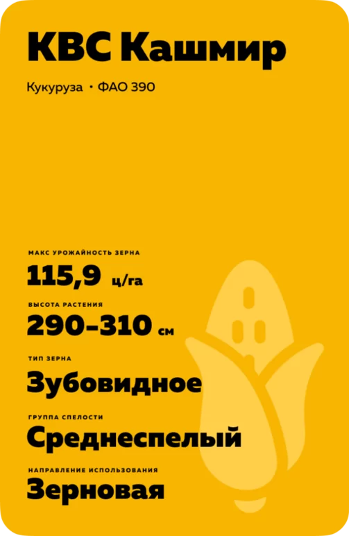КВС Кашмир (KWS KASHMIR) гибрид кукурузы