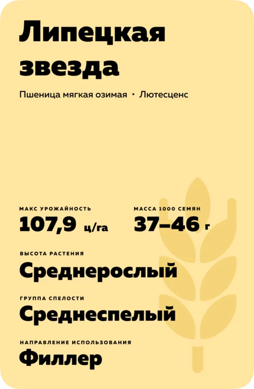 Липецкая звезда ® сорт мягкой озимой пшеницы