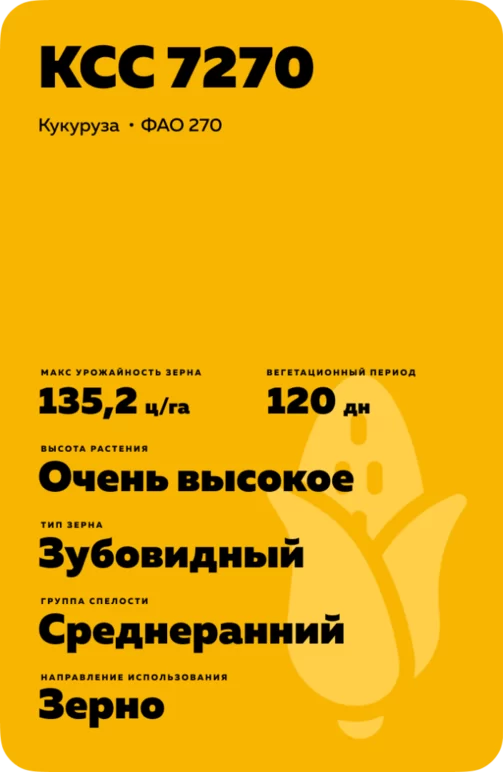 КСС 7270 гибрид кукурузы