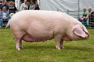 Полтавская мясная порода свиней 