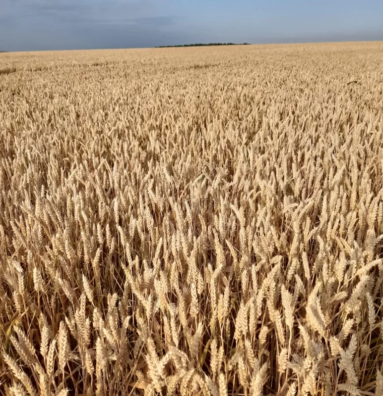 Отзывчивость сортов озимой пшеницы на различные дозы минеральных удобрений